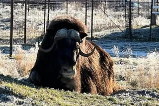 Anchorage Wildlife Sanctuary and Glacier Hike