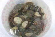 Kings Bay Scallop Tour thumbnail 3