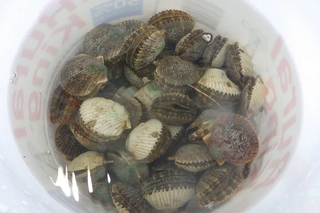 Kings Bay Scallop Tour - Image 3