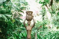 Kauai Allerton Garden Guided Walking Tour 2.5 hr thumbnail 5