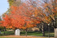 Connecticut Maple Foliage Tour From New York thumbnail 6