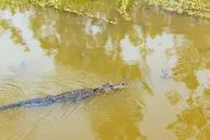 New Orleans Bayou Tour in Jean Lafitte National Park thumbnail 3