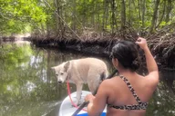 Miami Mangrove Kayak and SUP Tour 2.5 hr thumbnail 5