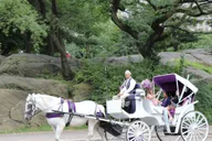 New York City Horse Carriage Ride in Central Park thumbnail 6