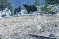 West Yellowstone Safari at Sunset thumbnail 3