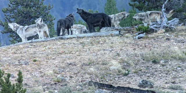 West Yellowstone Safari at Sunset - Image 3