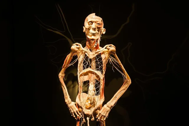 Las Vegas Bodies The Exhibition - Image 3