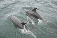 Myrtle Beach Dolphin Cruise Murrells Inlet 75 min thumbnail 4