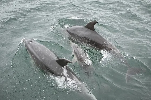 Myrtle Beach Dolphin Cruise Murrells Inlet 75 min - Image 4