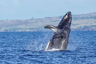 Kailua-Kona Whale Watching Tour