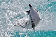 Waianae Sea Expedition 3 Hr thumbnail 6