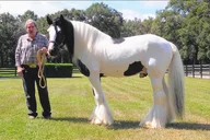 Ocala Gypsy Gold Horse Farm Tour 2 hr thumbnail 1