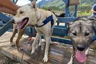 Yukon Sled Dog Tour with Mushers thumbnail 2