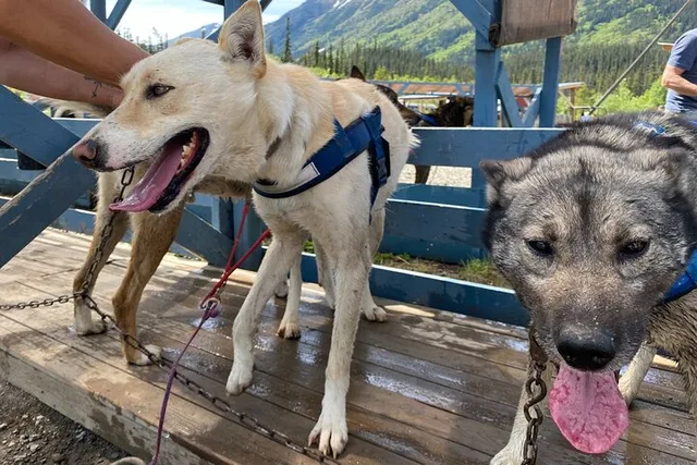 Yukon Sled Dog Tour with Mushers - Image 2