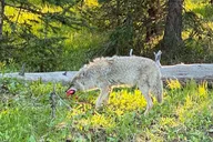 Yellowstone Lower Loop Private Tour from Bozeman thumbnail 4