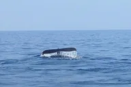 Waikoloa Whale Watching Cruise thumbnail 3