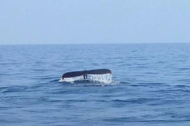 Waikoloa Whale Watching Cruise - Image 3
