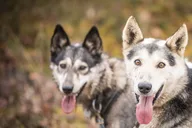 Fairbanks Fall Foliage Mushing Cart Ride thumbnail 3