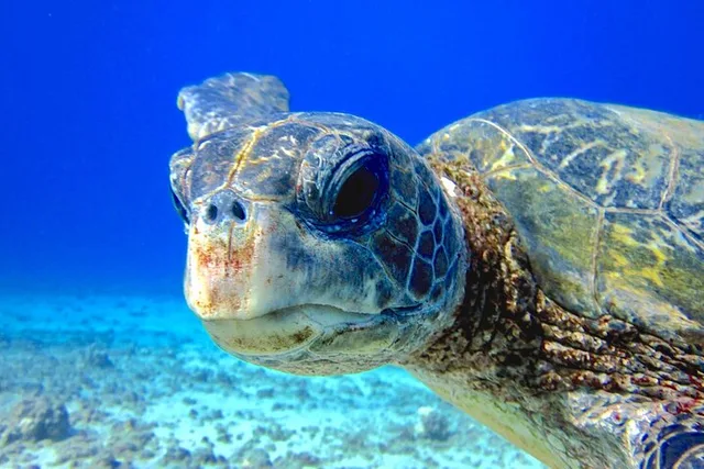Lahaina Scuba Dive for Certified Divers 2 hr - Image 2