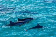 Kona Dolphin Watching and Snorkel Tour 2 hr thumbnail 4