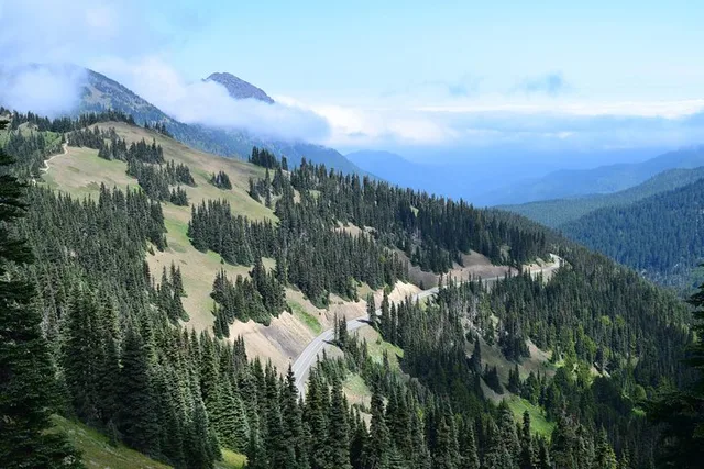 Port Angeles Guided Tour of Olympic National Park - Image 6
