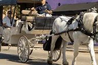 Charleston Historic Carriage Tour thumbnail 1