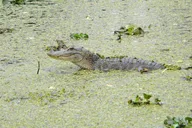 Marrero Swamp and Bayou Boat Tour 90 Min thumbnail 4