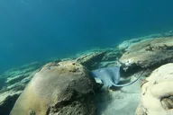 Pompano Beach Reef Snorkeling Tour thumbnail 5