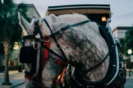 Charleston Haunted Carriage Tour thumbnail 3