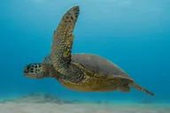 Waikiki Turtle Snorkeling Experience on Nalu thumbnail 3