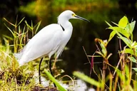Everglades Private Tour thumbnail 5