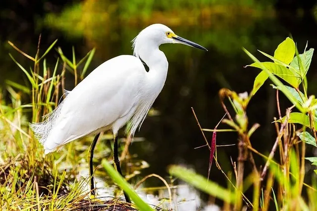 Everglades Private Tour - Image 5