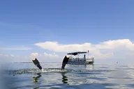 Crystal River Scallop Hunt with In-Water Guide thumbnail 2