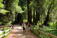 San Francisco Muir Woods Tour with Golden Gate Stops 3 Hr thumbnail 6