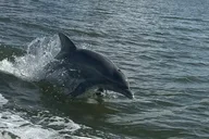 Orange Beach Dolphin Sightseeing Excursion 1 hr thumbnail 1