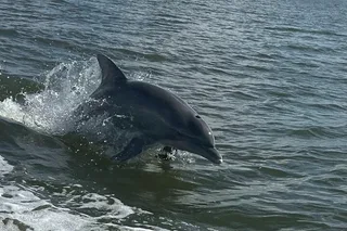 Orange Beach Dolphin Sightseeing Excursion 1 hr