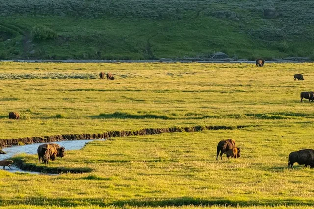 Yellowstone National Park Self-Guided Audio Tour - Image 6