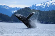Anchorage Glacier Cruise and Coach Tour thumbnail 5
