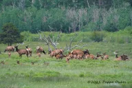 Estes Park Elk Watching 4x4 Tour thumbnail 4