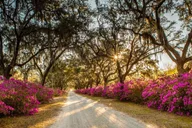 Savannah Cemetery and Historic Site Tour thumbnail 3