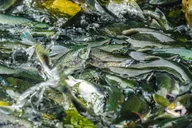 Haines Kayaking Adventure on Chilkoot Lake thumbnail 2