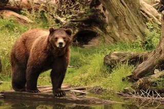 Sitka Bears, Eagles & Totem Forest Walk