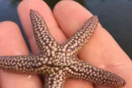 Marco Island Mangrove Kayak Tour 2 hr thumbnail 3