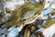 Charleston Nature Boat Tour with Naturalist thumbnail 5