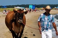 Martha's Vineyard Bus Tour thumbnail 3
