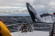 Anchorage Kenai Fjords & Denali National Park Tour 5 Days thumbnail 1