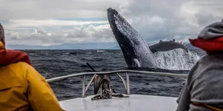 Anchorage Kenai Fjords & Denali National Park Tour 5 Days