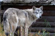 Anchorage Scenic Wildlife Center Tour thumbnail 4