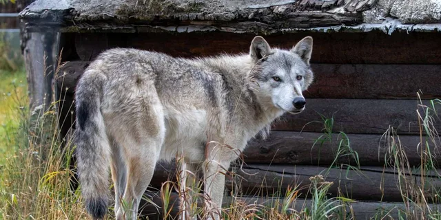 Anchorage Scenic Wildlife Center Tour - Image 4
