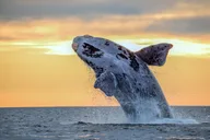 Waikiki Whale Watching Cruise at Sunset 2 hr thumbnail 2